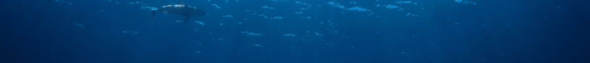 WEBSITE PRODUCT BANNER (15).gif
